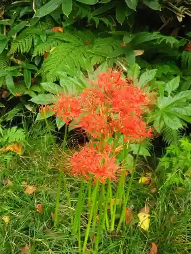 浄光明寺の自然