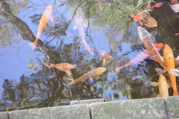 西新井大師総持寺の動物