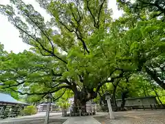 大麻比古神社(徳島県)