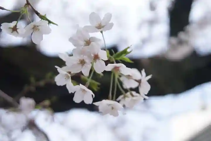 新井薬師(梅照院)の自然