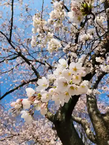 櫻井神社(新潟県)