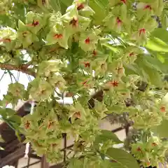 松應寺の自然