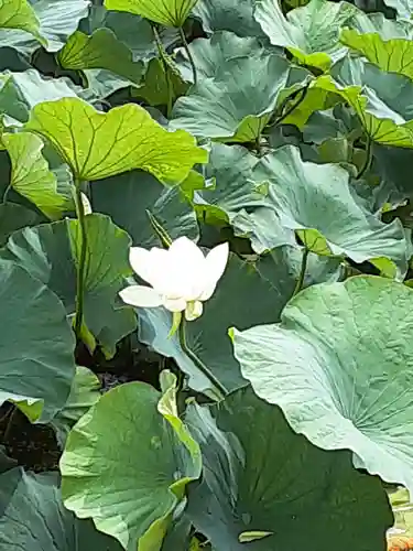 大歳神社の自然