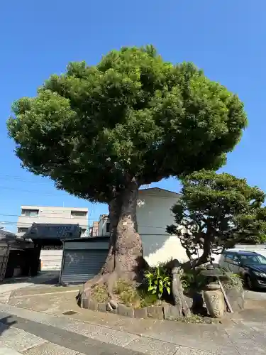 観音寺(東京都)