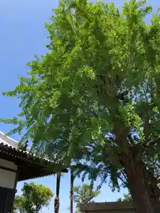 法話と天井絵の寺 観音寺の自然(2021年05月24日(月) 10時12分21秒投稿)