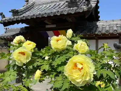 真言宗　善通寺派　薬王寺(香川県)