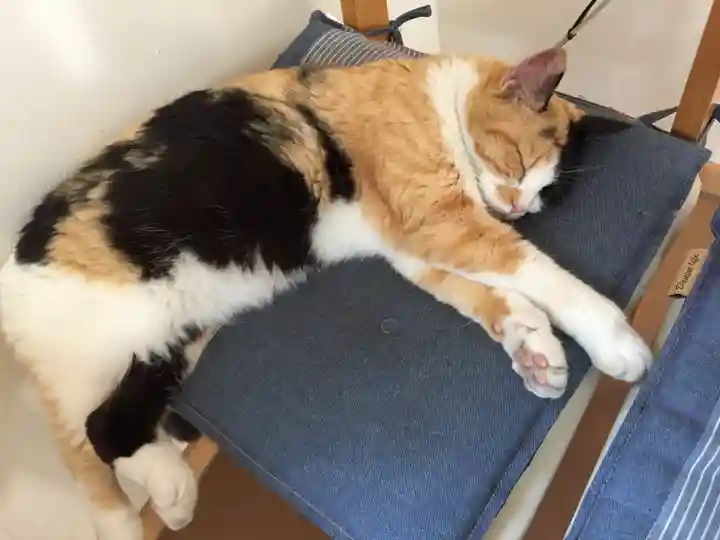 御誕生寺(猫寺)の動物