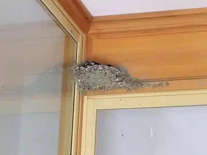 御誕生寺(猫寺)(福井県)