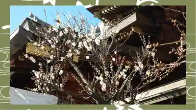 湯島天満宮(東京都)