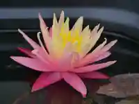 極楽山 浄土寺(北海道)