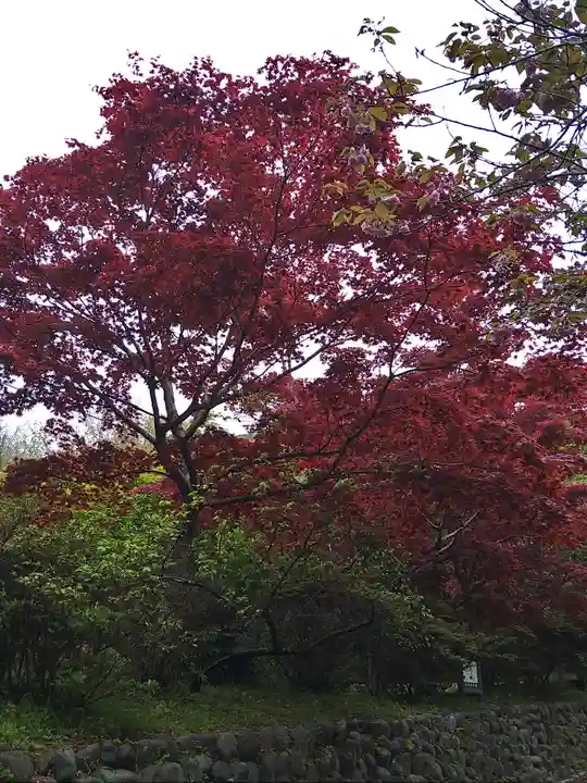 葛原岡神社の自然