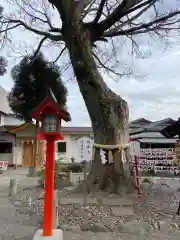 正ノ木稲荷 稲積神社の自然