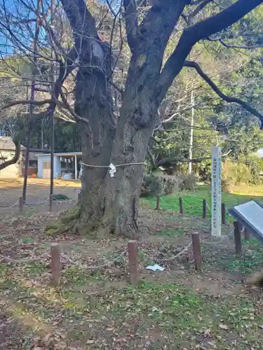長柄神社の自然