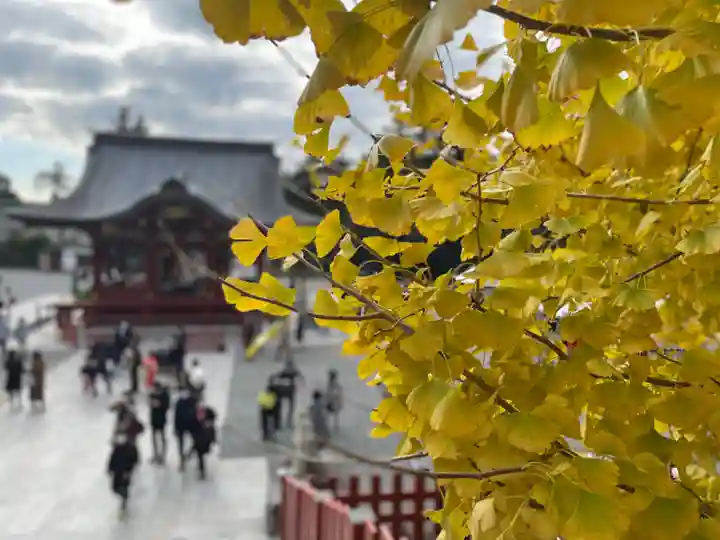 鶴岡八幡宮の自然