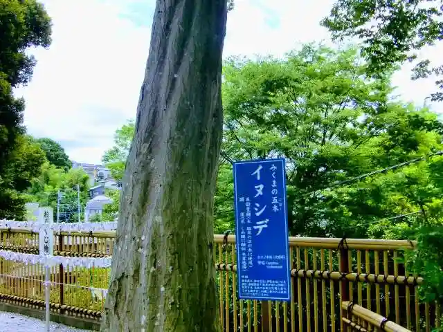 師岡熊野神社の自然