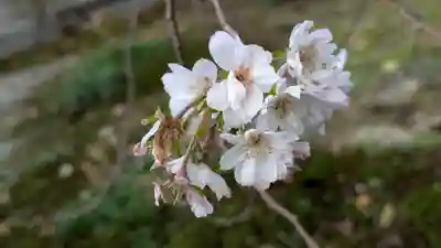 妙蓮寺(京都府)