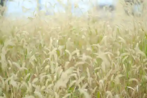 石切劔箭神社(大阪府)