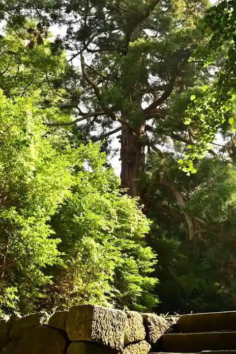 隠岐神社(島根県)
