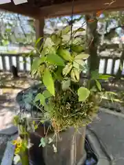 小名浜諏訪神社の手水