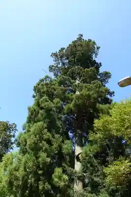 春日神社の自然