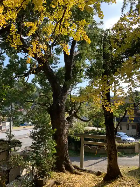 大宮神社の自然