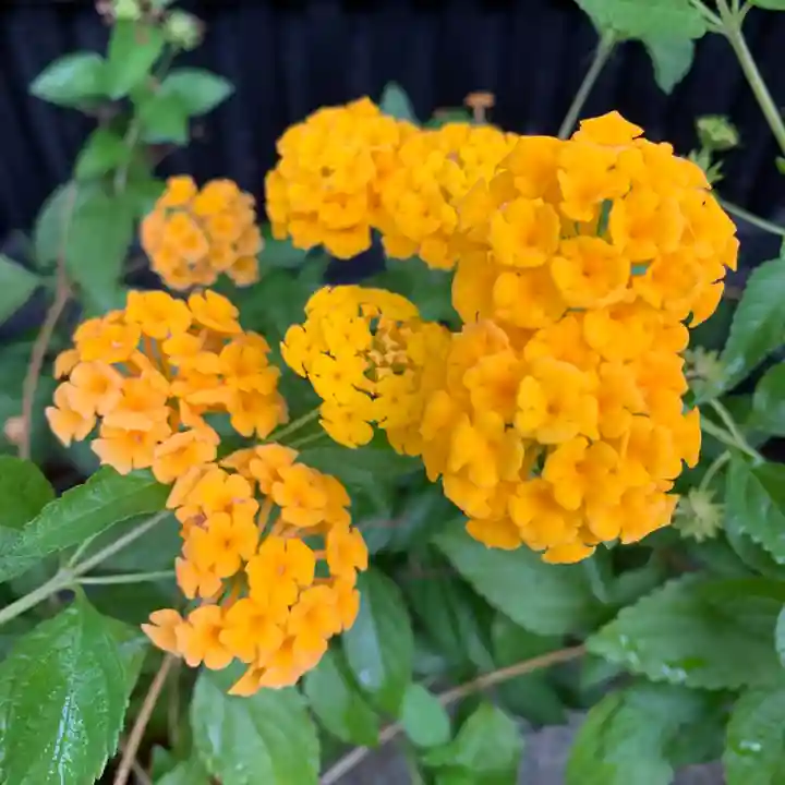 豊景神社の自然