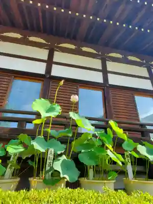 善導寺(福島県)