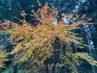 大宮温泉神社(栃木県)