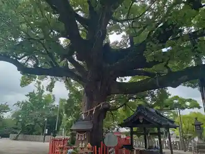 百舌鳥八幡宮(大阪府)