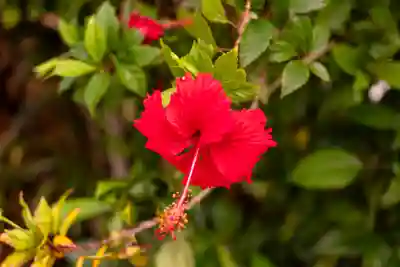 宮古神社(沖縄県)