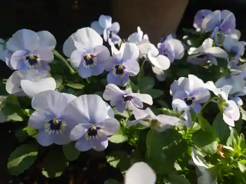 大綱金刀比羅神社(神奈川県)