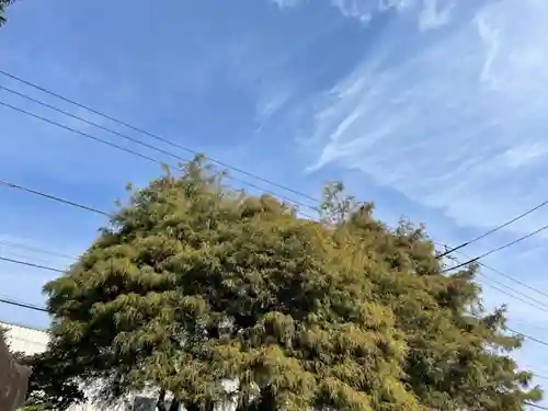 日々神社の自然