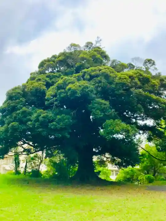 愛宕神社の自然