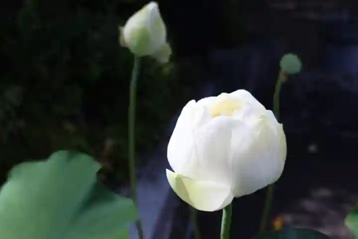 観音山慈眼院(高崎観音)(群馬県)