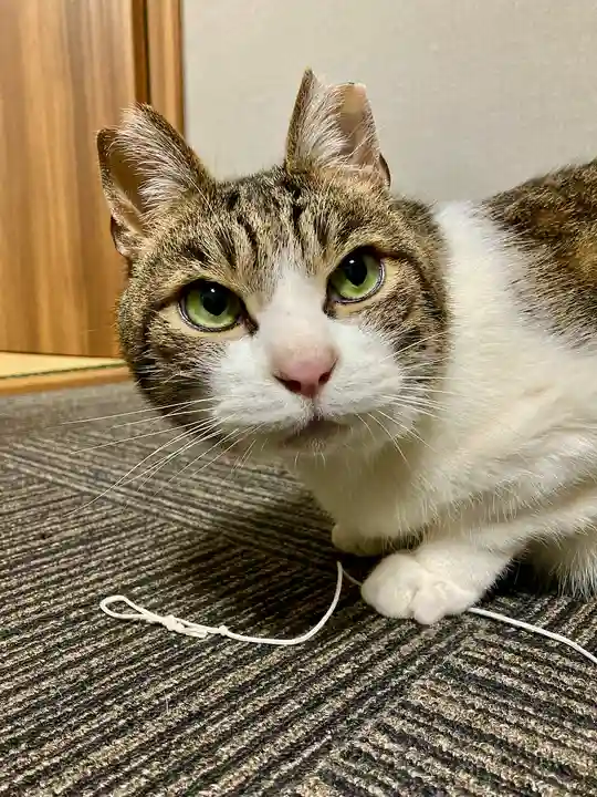 高平山遍照寺(静岡県)
