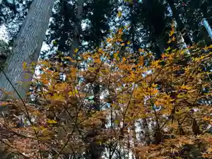 大宮温泉神社(栃木県)(2023年11月30日(木) 16時29分04秒投稿)