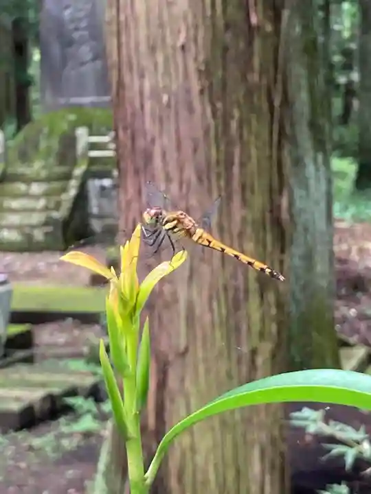 大宮温泉神社の動物