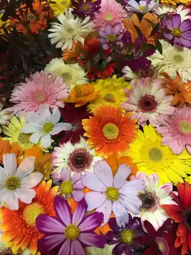 札幌諏訪神社の手水舎