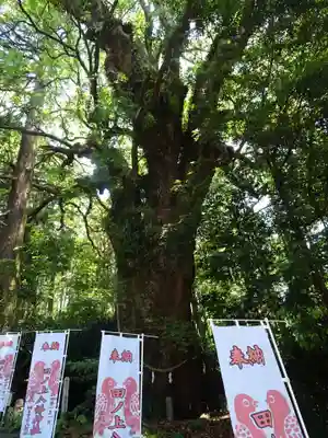 田ノ上八幡神社の自然