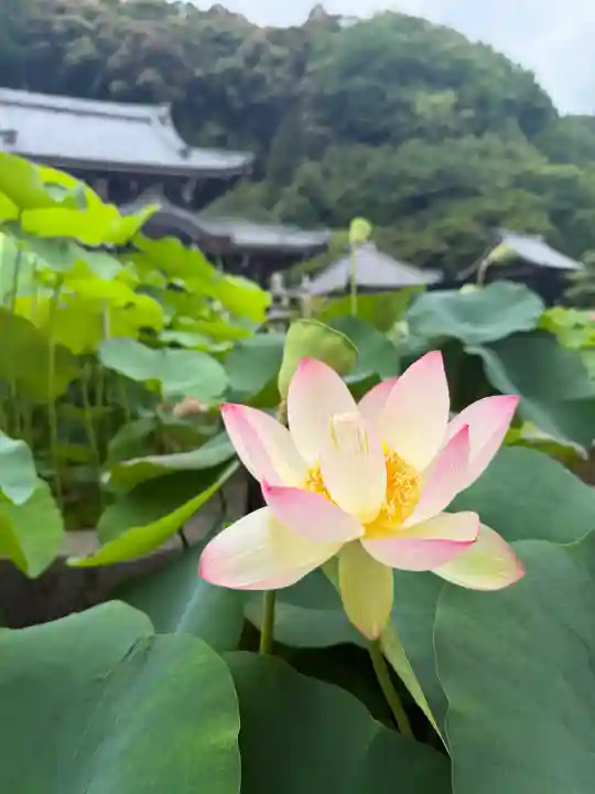 三室戸寺(京都府)