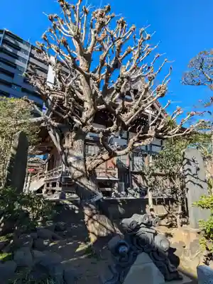 慈眼寺(東京都)