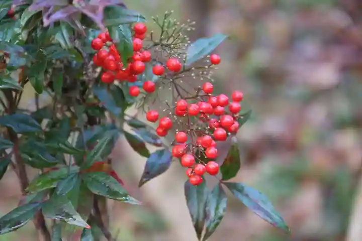 阿久津「田村神社」(郡山市阿久津町)旧社名:伊豆箱根三嶋三社の庭園