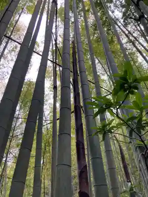 報国寺(神奈川県)