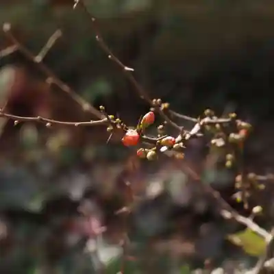 天王山 安楽寺(福井県)
