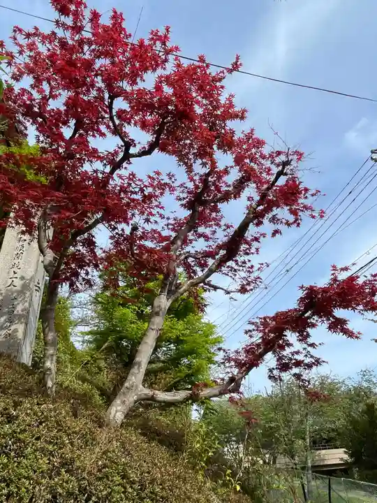 大仙寺(京都府)