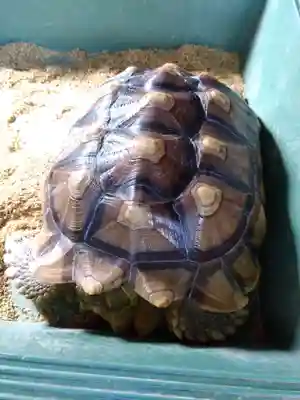 神館飯野高市本多神社(三重県)