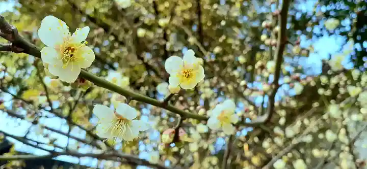 くまくま神社(導きの社 熊野町熊野神社)の自然
