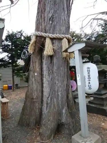 札幌諏訪神社の自然