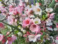 鶴峯八幡宮の自然