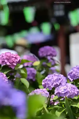 白山神社(東京都)